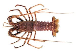 langouste rouge Palinurus elephas cuisson recette
