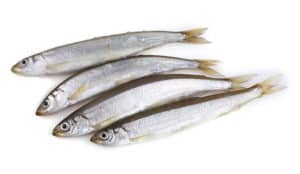 éperlan Osmerus eperlanus