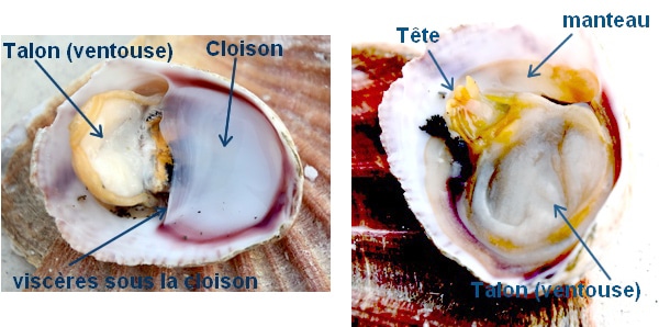 crépidule coquillage anatomie recette comestible mangeable