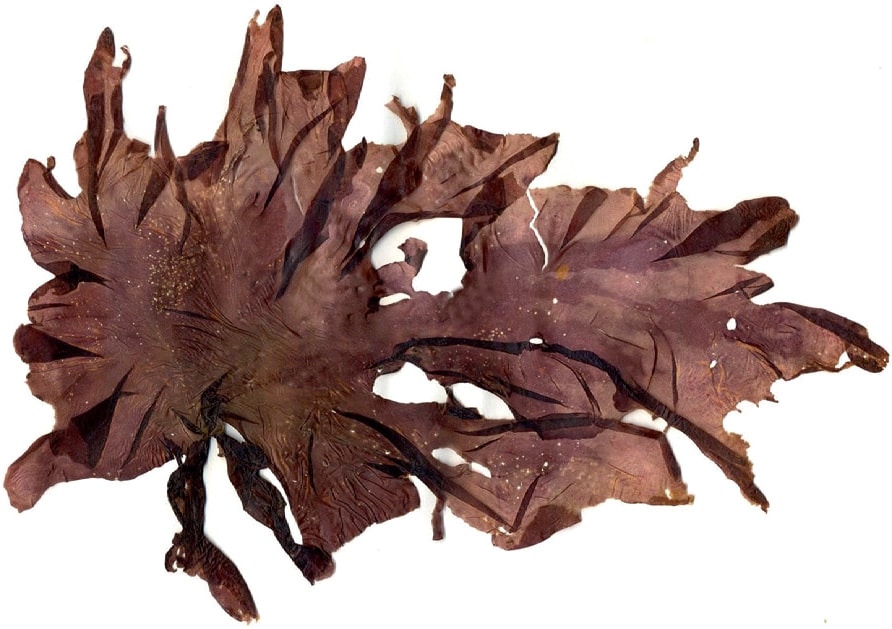nori algue rouge comestible cuisine porphyra purpurea seawed