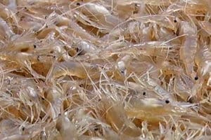crevettes blanches Palaemon longirostris